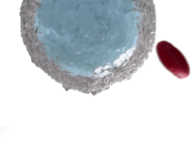 white and red blood cell